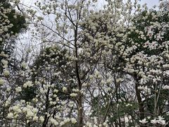 -徐家汇公园