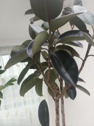 -HEYAN荷妍专业脱毛连锁机构