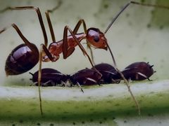 -上海昆虫博物馆