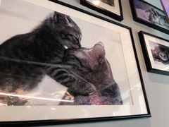 -猫抓烤肉(春熙路店)