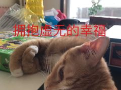 -MOYOYO猫咪咖啡店