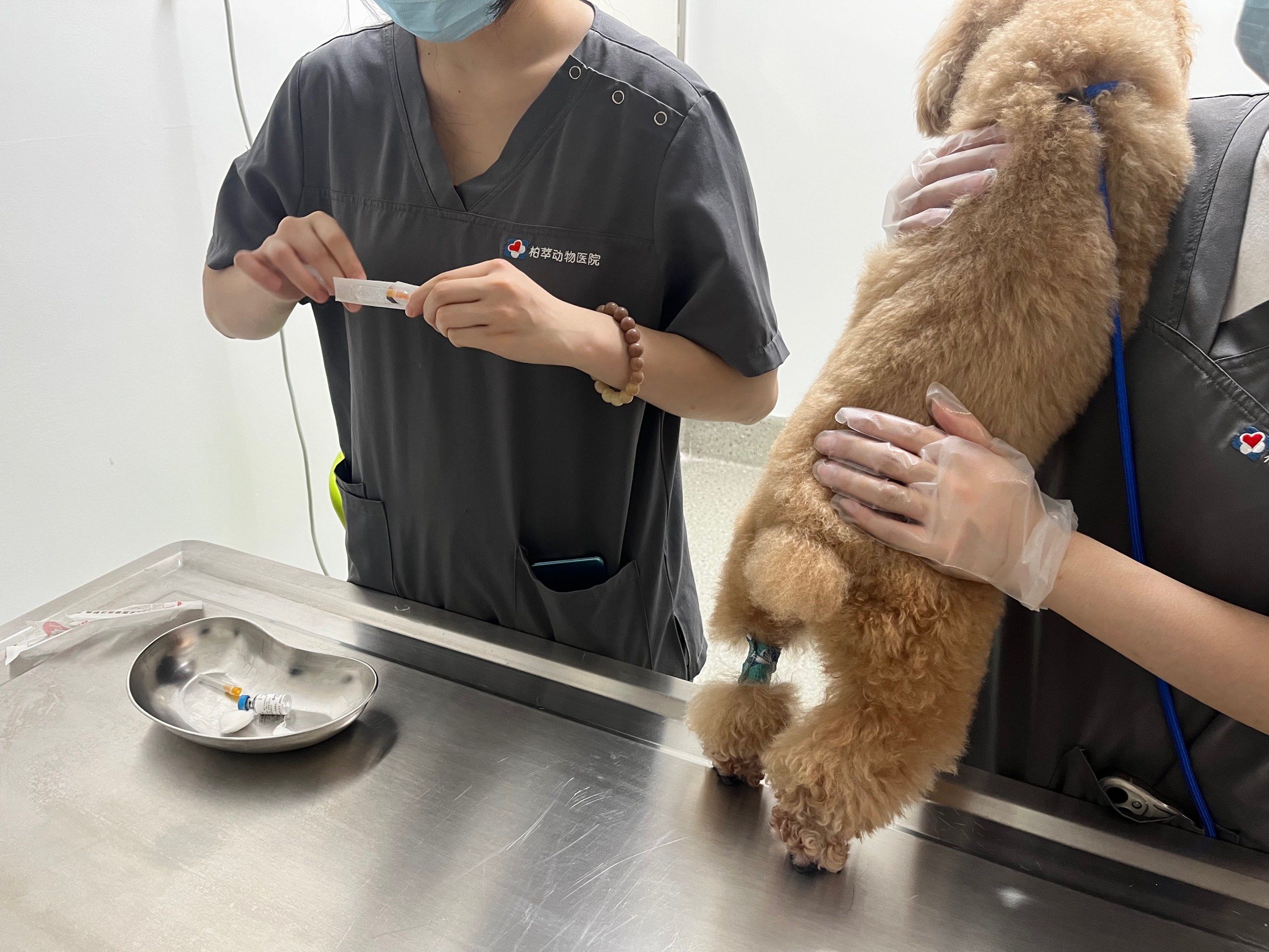 每次狗子生病都会来这边看病,医生超级负责