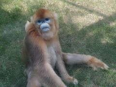 -西安秦岭野生动物园