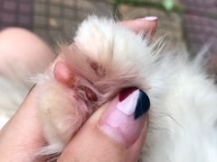 -宠物星动物医院·眼科·异宠·猫科(江南大道总院)