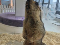 -怪兽屋·羊驼·猫咖·狗咖(俊华广场店)