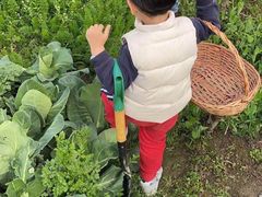 -樂桃源奉贤黄桃种植采摘基地