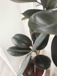 -HEYAN荷妍专业脱毛连锁机构