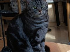 -平行世界·猫咖(首经贸店)