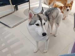 -怪兽屋·羊驼·猫咖·狗咖(俊华广场店)