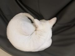 -飞行喵MR PILOT|猫舍·猫咖(静安大融城店)