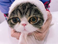 -伟伟宠物医院·CT影像中心·瑞派犬猫综合性门诊(汉口总院)