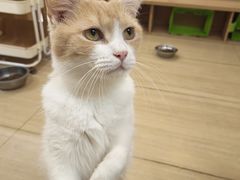 -是阿柴呀！柴犬咖啡·爱喵喵猫咖