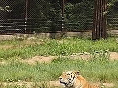 -横道河子东北虎林园
