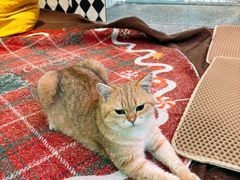 -大型宠物商超·宠海王国·宠物猫狗活体·用品·美容(新世界百货重庆店)