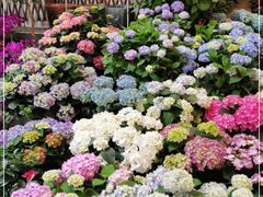 -双季花艺园艺市场(浦东店)