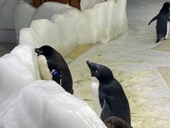 -海合安武汉极地海洋公园