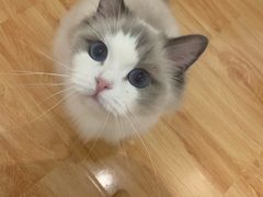 -momokira米努特·德文卷毛猫·棉花面纱犬