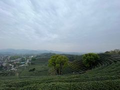 -龙坞茶村