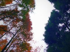 -山王坪喀斯特国家生态公园