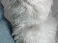 -猫大福·Fortune Cat猫舍(百子湾店)