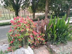-东莞植物园