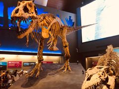 -贝林大翅鲸简餐厅(国家海洋博物馆店)