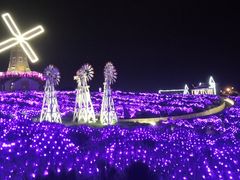 景点-大塘金香草谷