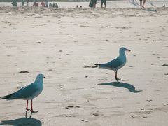 -黄金海岸