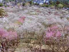 -香雪海