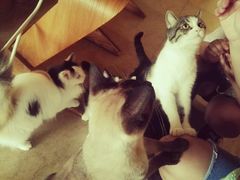 -猫咖时代(中山亭店)