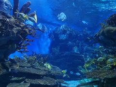 -海合安武汉极地海洋公园