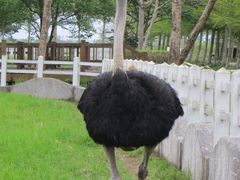 -瑞穗牧场