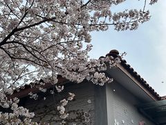 -高东镇樱花园