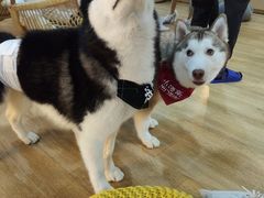-Husky Go! 哈士奇体验馆·宠物咖啡厅狗咖