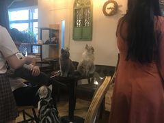 -共舞时光猫咖·狗咖(新街口店)