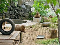 -合肥野生动物园