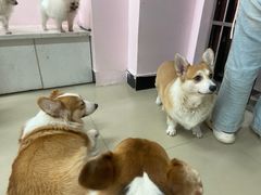 -汪说·狗咖(旺城大厦店)