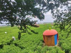 -中华茉莉园