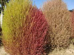 -春花秋色城市公园