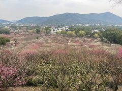 -香雪海