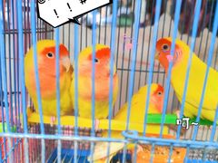 -清平路水族市场