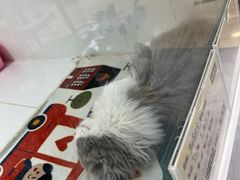 -1013 PET SHOP精品宠物商店(丁香店)