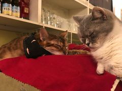 -猫色咖啡·猫咖