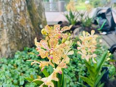 -新加坡植物园