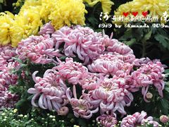 菊花-中国翰园碑林
