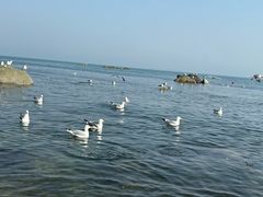-海合安青岛极地海洋公园