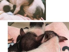 -浣熊柯尔鸭土拨鼠·电玩咖