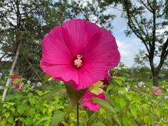 -上海共青森林公园