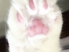 -PETKIT 小佩宠物·德文赛凯猫舍