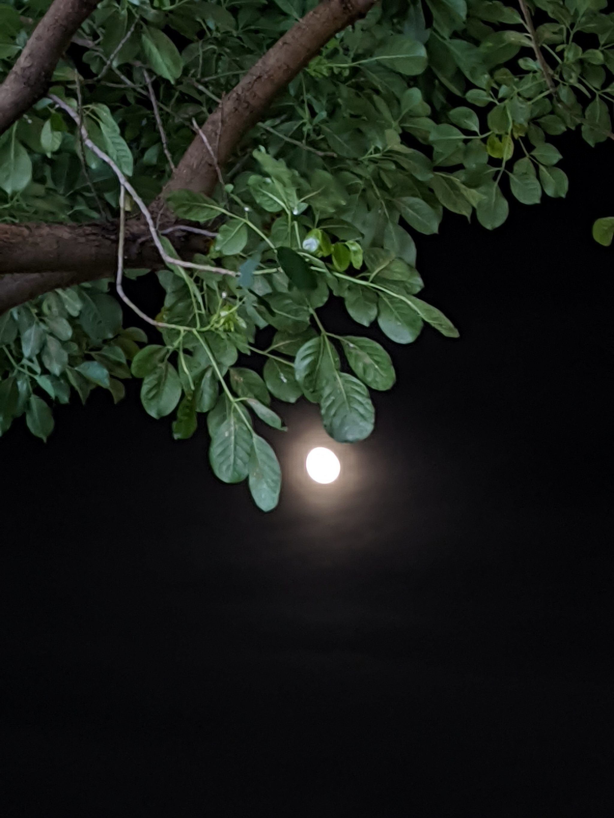 夜空下的月亮话